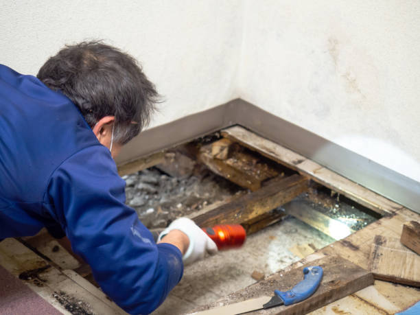 Best Attic Mold Removal  in Bluefield, WV