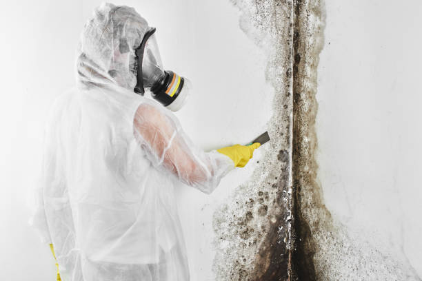 Best Local Mold Removal Service  in Bluefield, WV