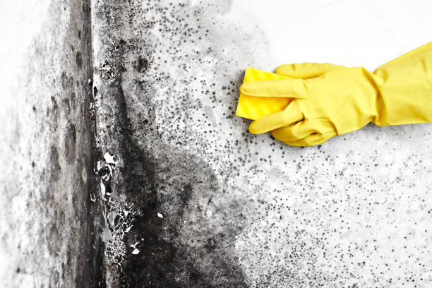 Best Mold Removal Company Near Me  in Bluefield, WV