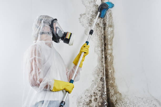 Best Emergency Mold Removal  in Bluefield, WV