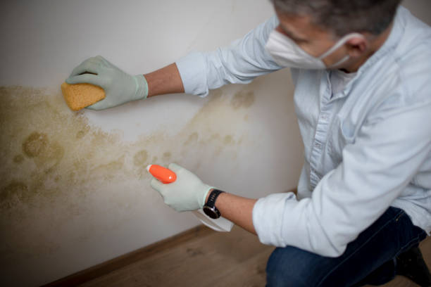 Best Home Mold Removal  in Bluefield, WV