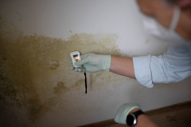 Best Office Mold Removal Services  in Bluefield, WV