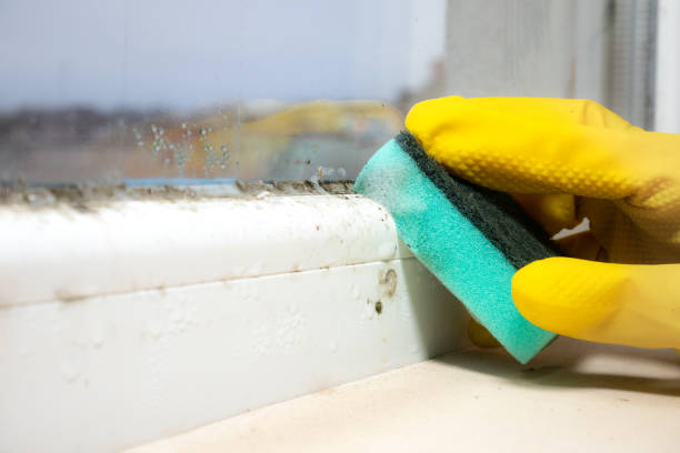 Bluefield, WV Mold Removal Company