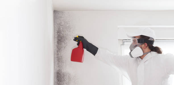 Best Attic Mold Removal  in Bluefield, WV