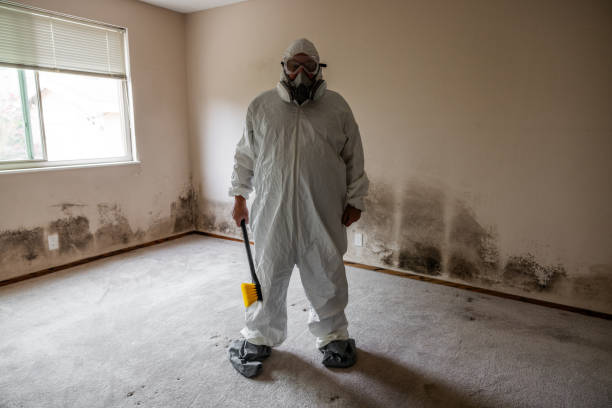 Best Affordable Mold Removal  in Bluefield, WV