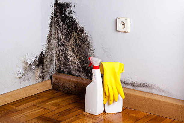 Best Mold Damage Repair  in Bluefield, WV