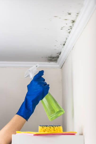 Best Mold Inspection  in Bluefield, WV